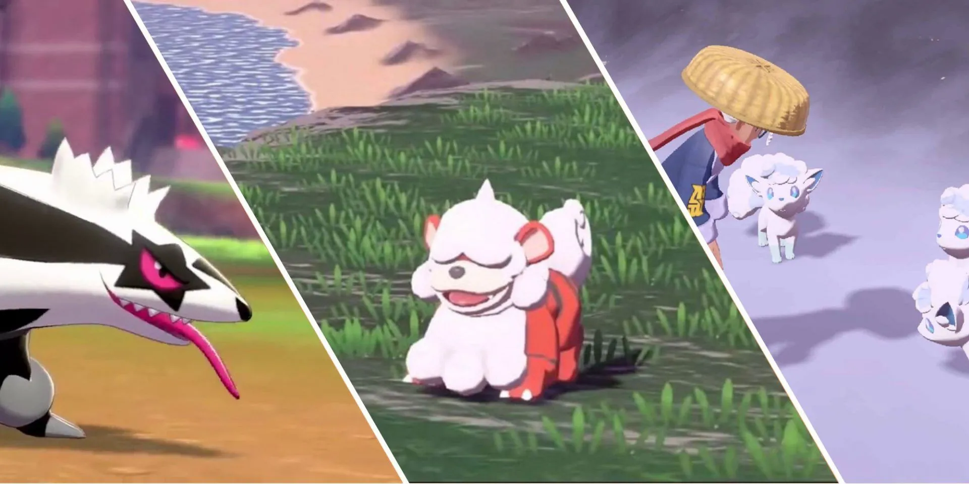 Ba Pokémon biến thể vùng Galarian Linoone, Hisuian Growlithe, và Alolan Vulpix xếp cạnh nhau.