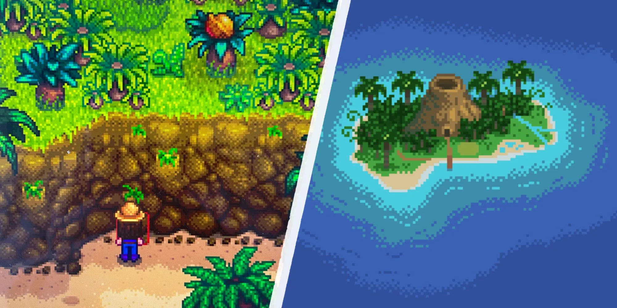 Người chơi tìm Kiếm Quả Óc Chó Vàng trên Đảo Gừng trong Stardew Valley để mở khóa Sách Nấu Ăn Queen of Sauce